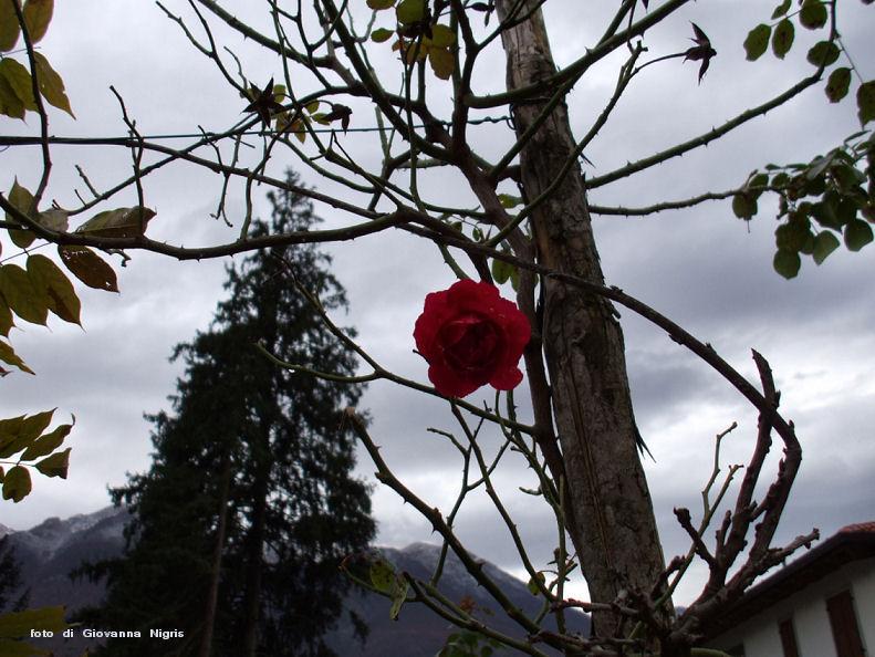 una rosa d'autunno a Lauco.jpg